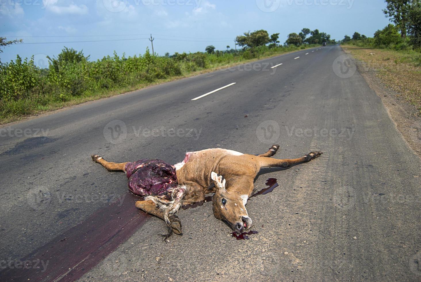 animal morto na estrada atropelado por um veículo, dirija com cuidado, acidente foto