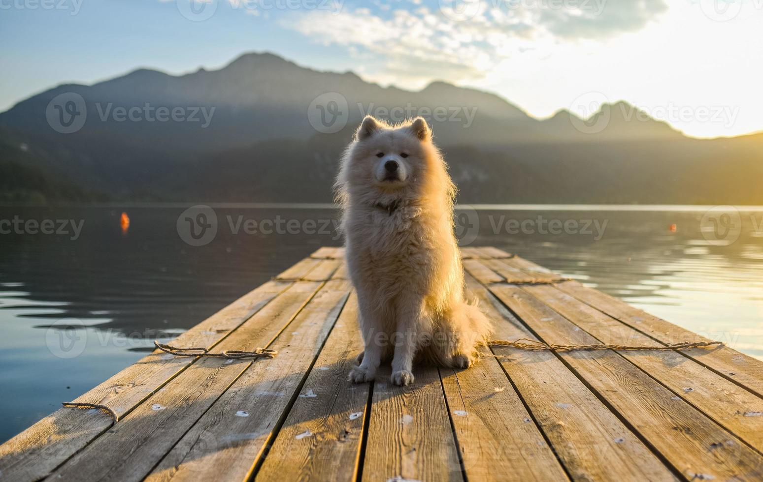 cão samoiedo pôr do sol montanhas natureza foto