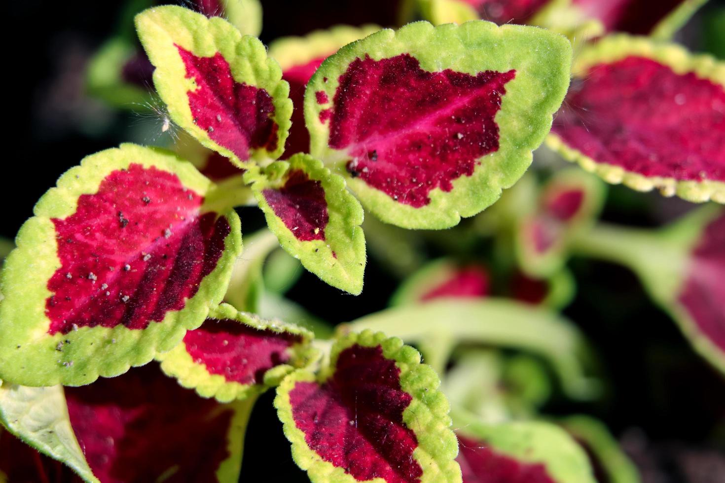 planta vermelha e verde no jardim em estilo macro. foto