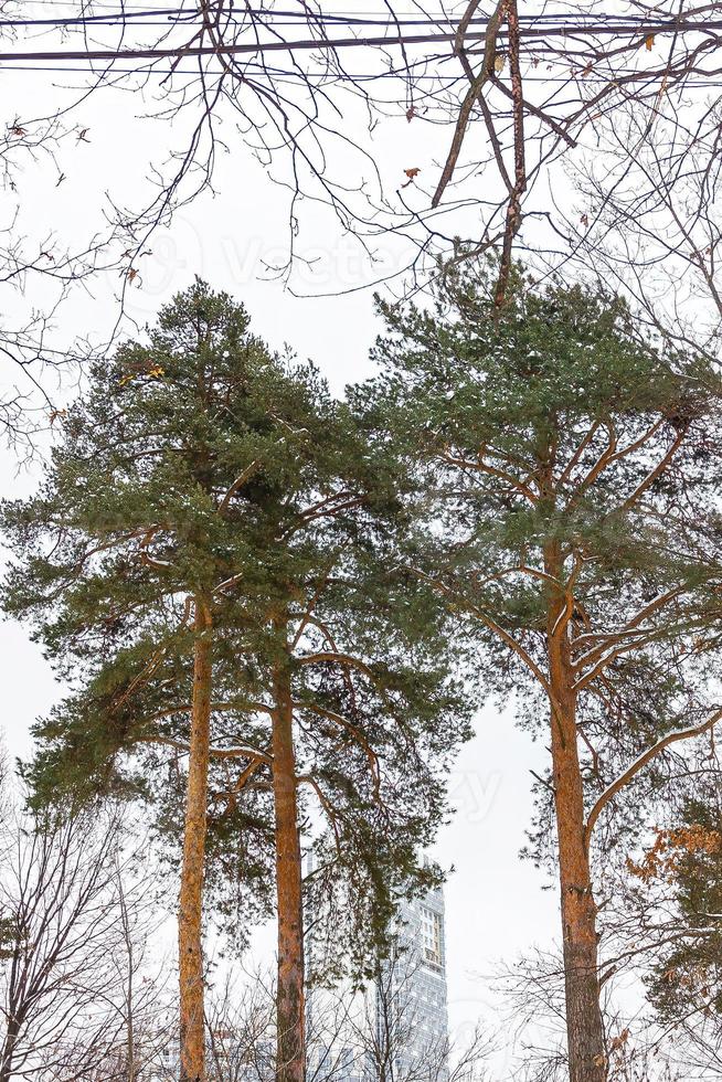 topos de abetos verdes no parque de inverno foto