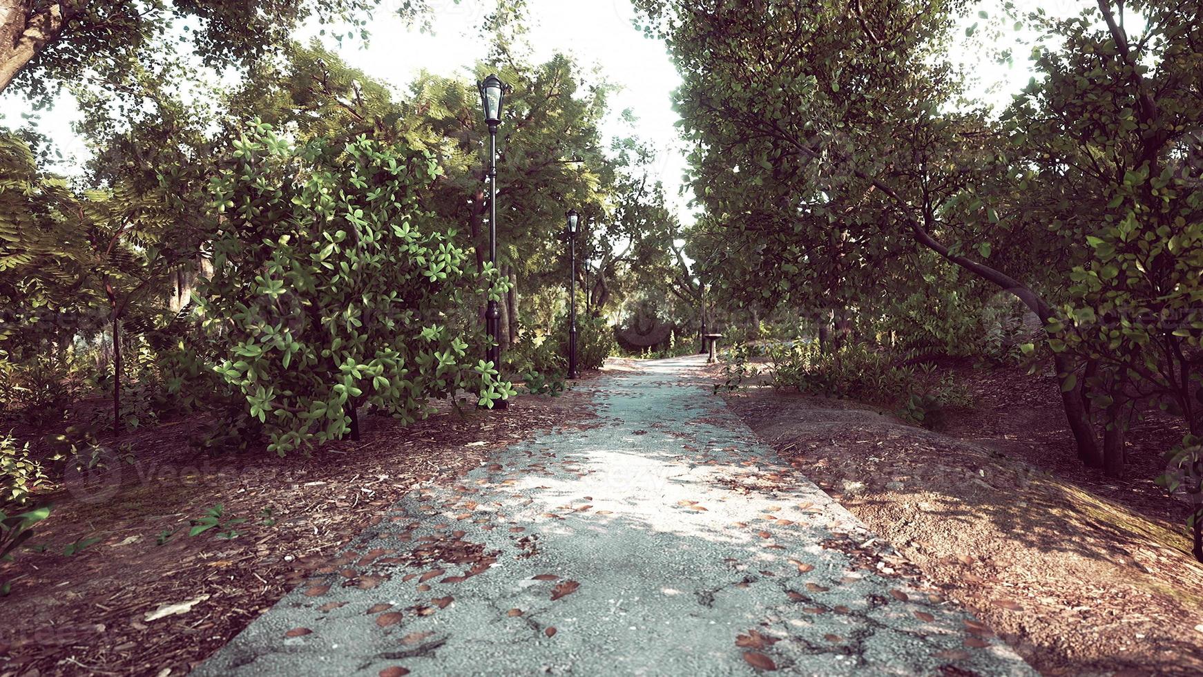 trilha vazia no parque no verão foto