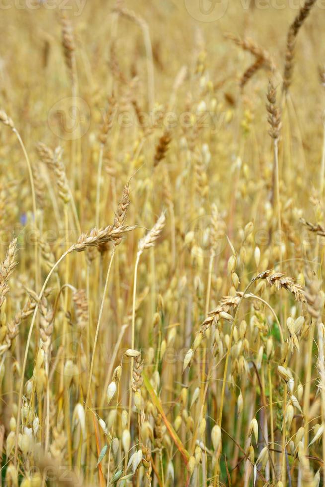 campo de trigo. campo de centeio. orelhas douradas. foto