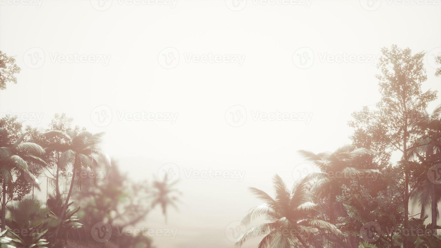 floresta tropical de palmeiras no nevoeiro foto