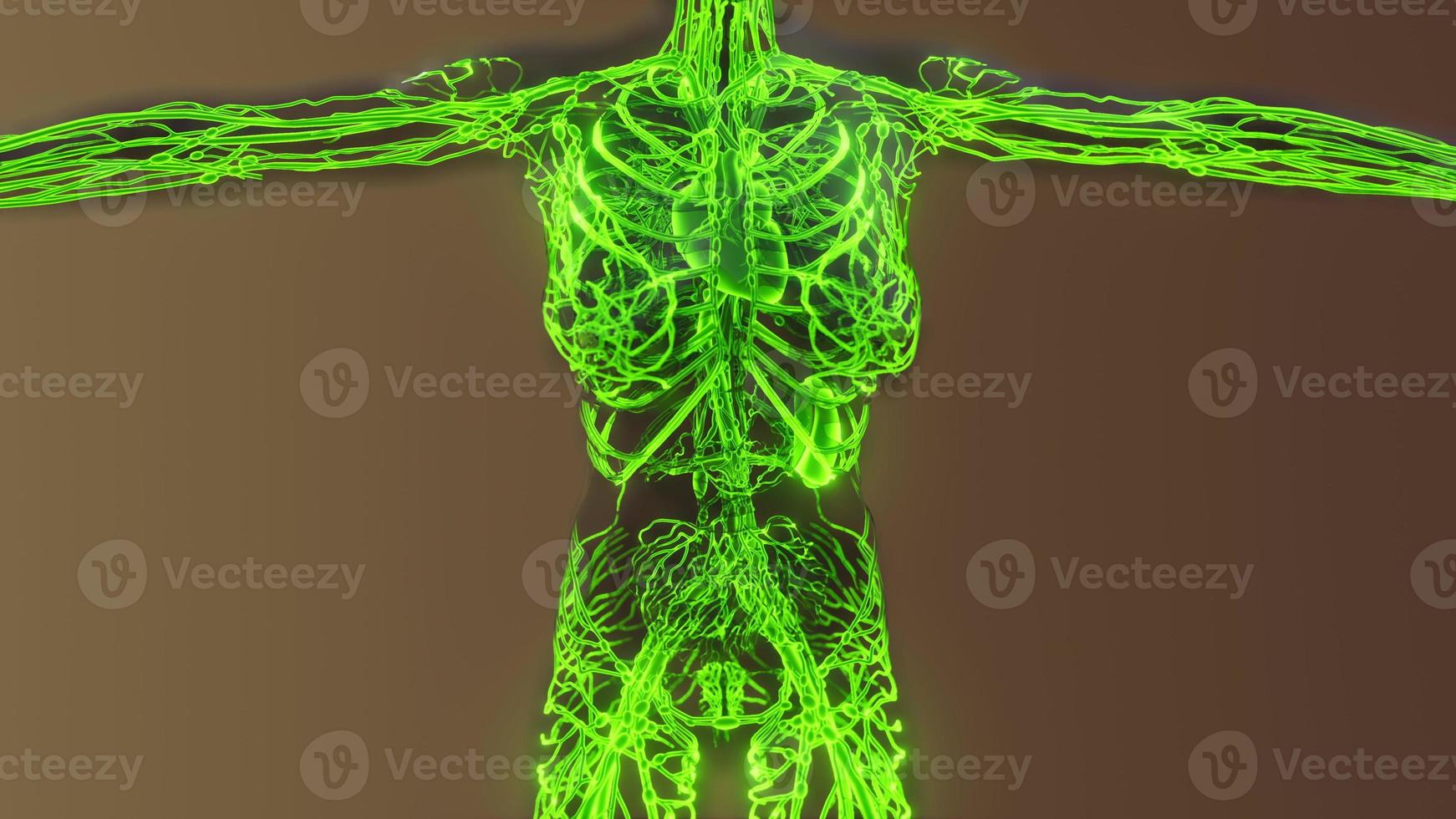 análise da anatomia dos vasos sanguíneos humanos foto