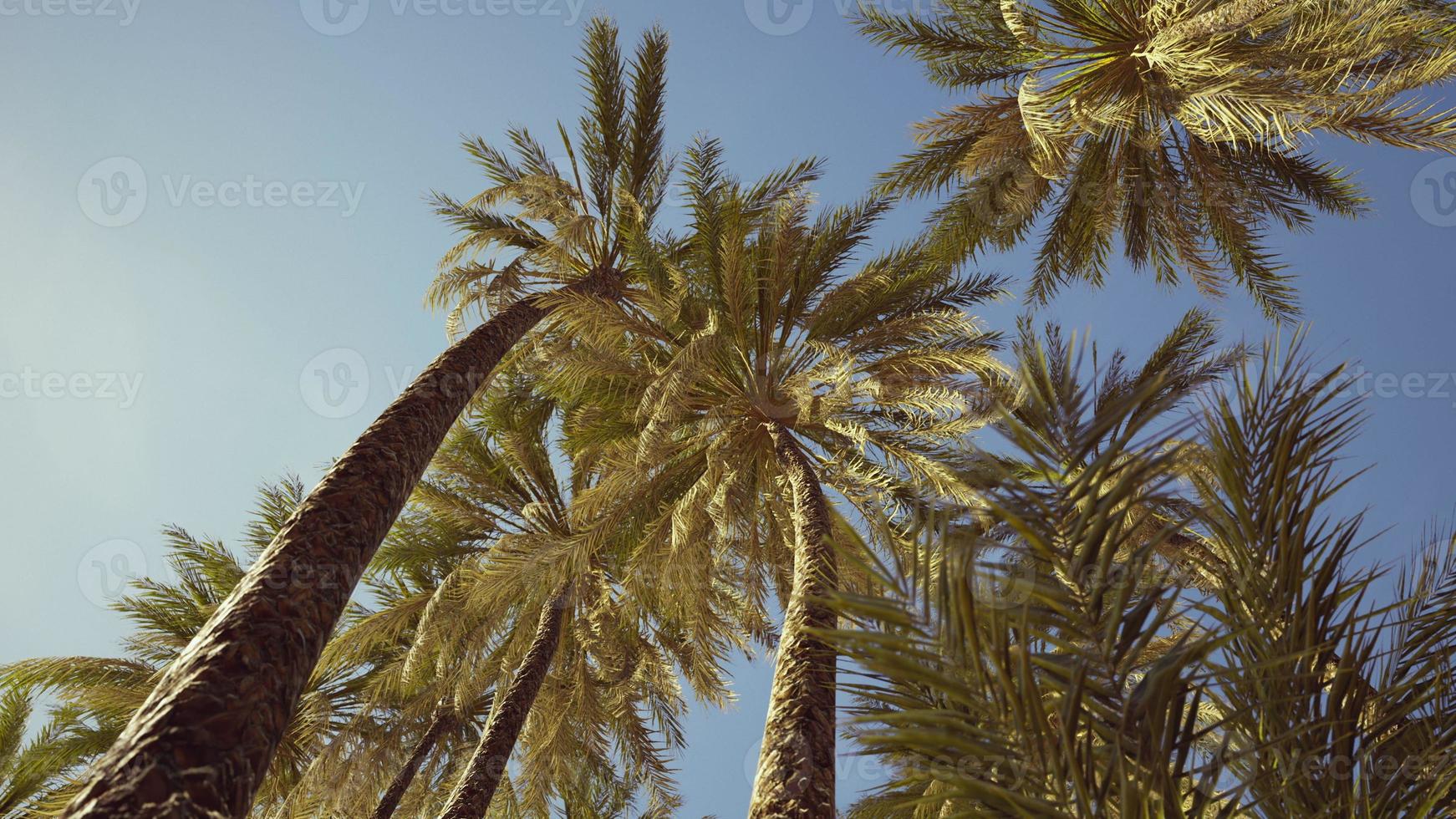 vista das palmeiras passando sob o céu azul foto