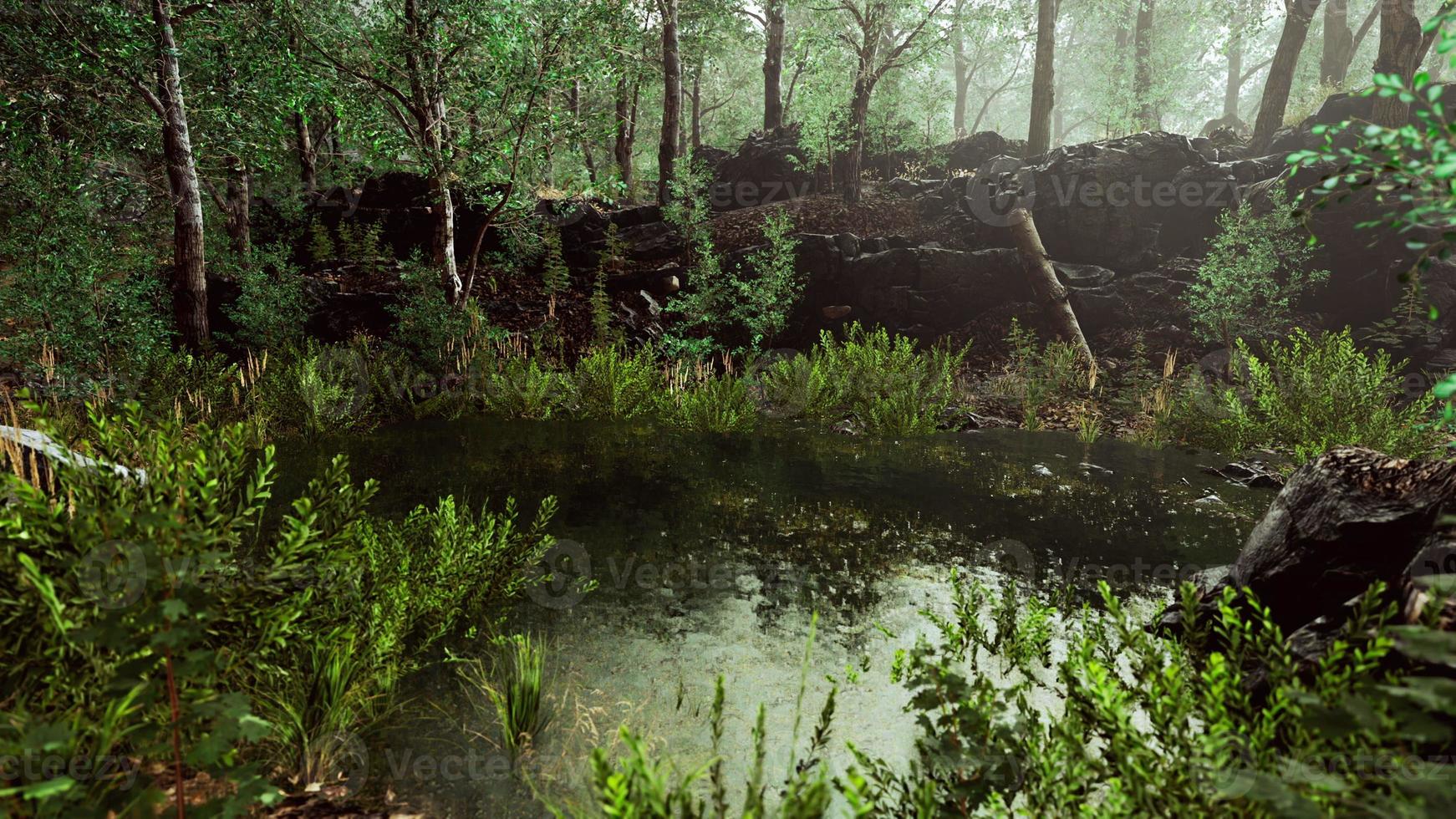 paisagem de primavera floresta com lagoa coberta de vegetação foto