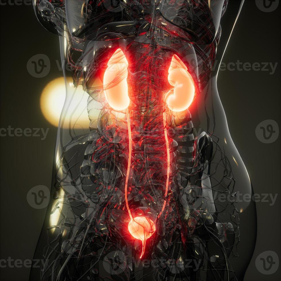 varredura de anatomia científica de rins humanos foto