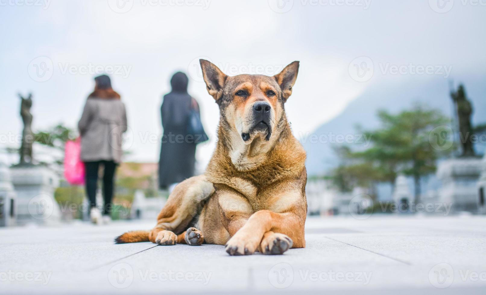 cachorro rua animal de estimação velho foto