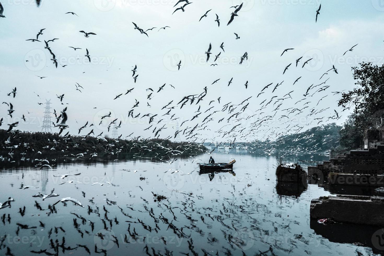 foto de pássaro siberiano voando sobre um rio durante o dia, com um barco navegando no meio