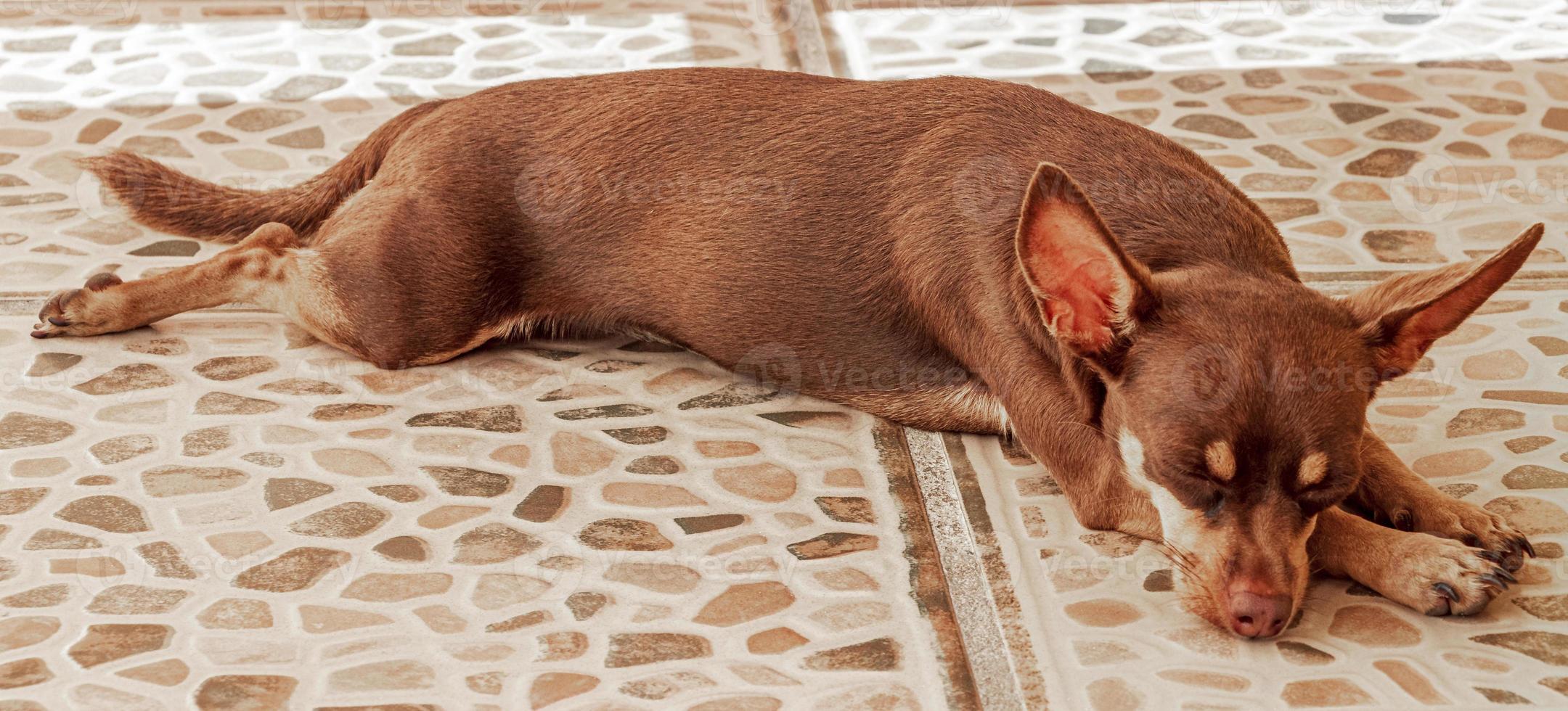 retrato de cachorro terrier de brinquedo russo enquanto está cansado e dorme no méxico. foto