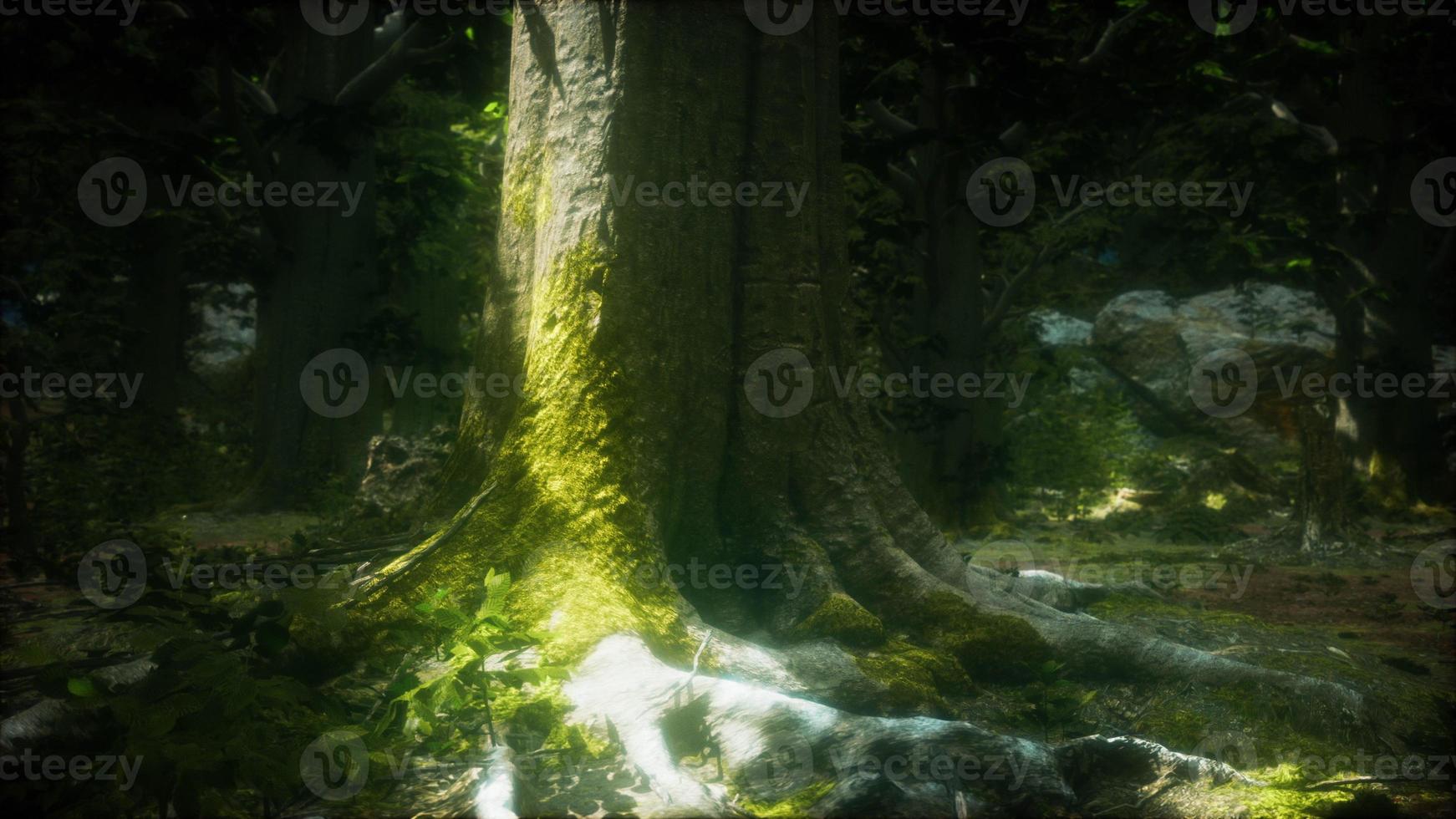 raízes de árvores e sol em uma floresta verde foto