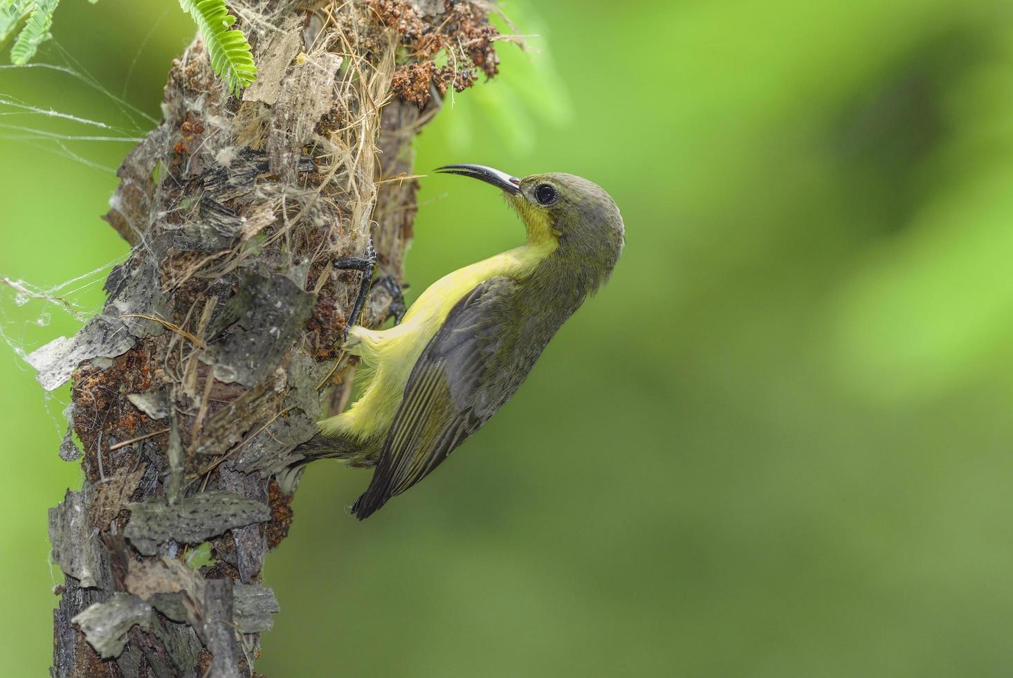 passarinho nidificando na natureza foto