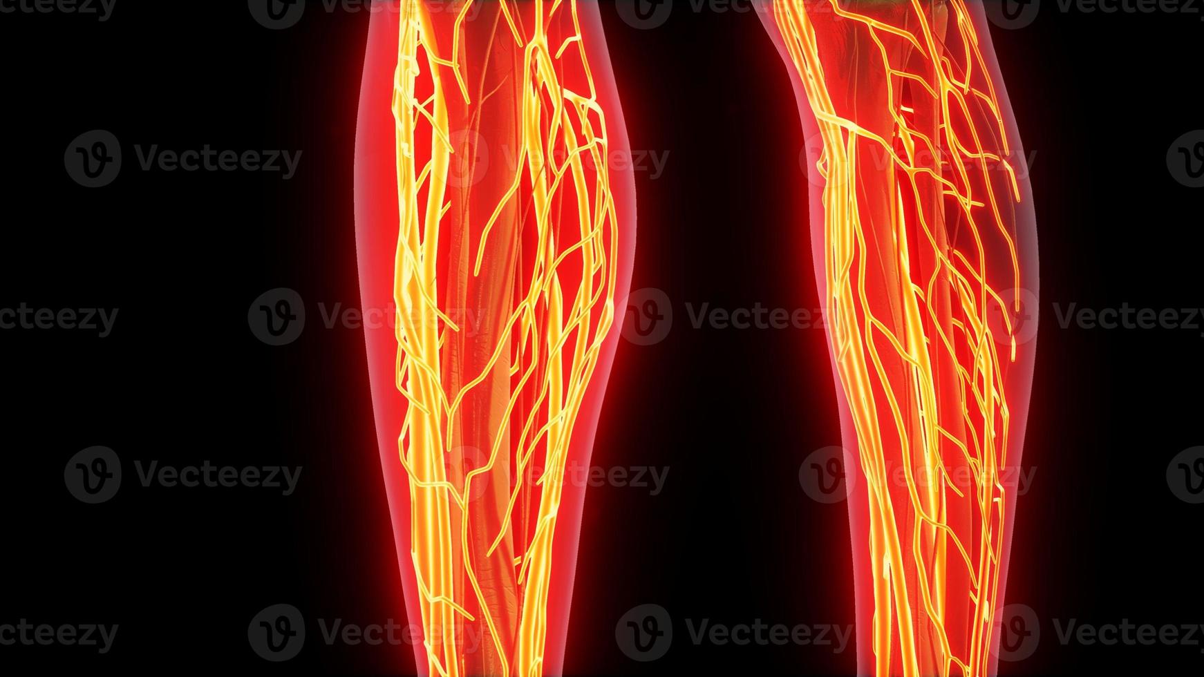 ciência anatomia dos vasos sanguíneos humanos foto