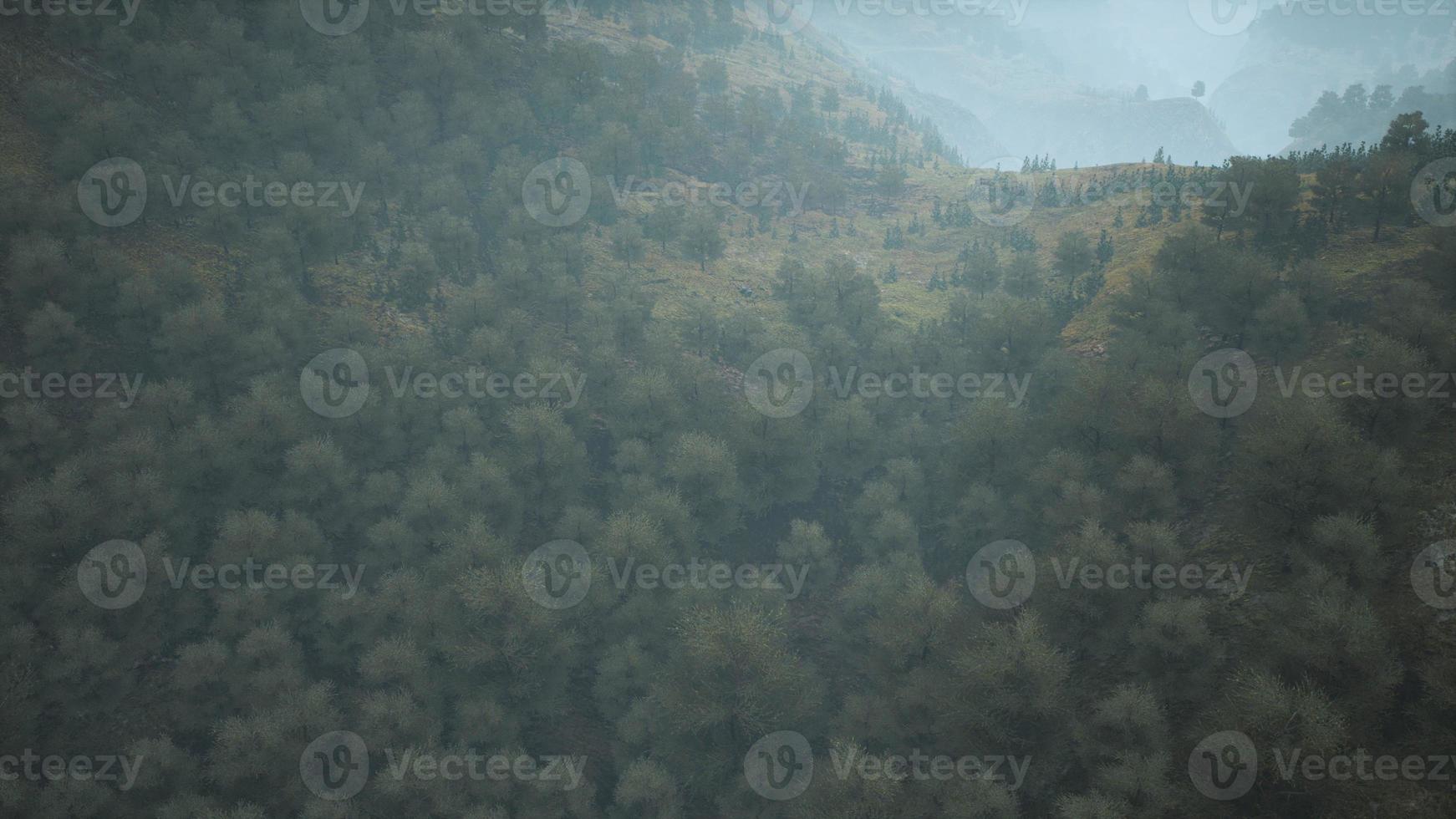 árvores no prado entre encostas com floresta no nevoeiro foto