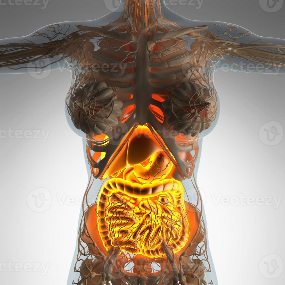 anatomia científica do corpo da mulher com sistema digestivo de brilho foto