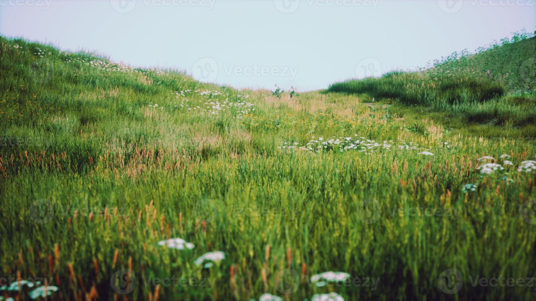 colinas verdes com grama fresca e flores silvestres no início do verão foto