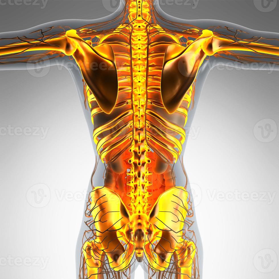 Raio X, Raio X Do Corpo Humano, Homem E Mulher. Ilustração Stock