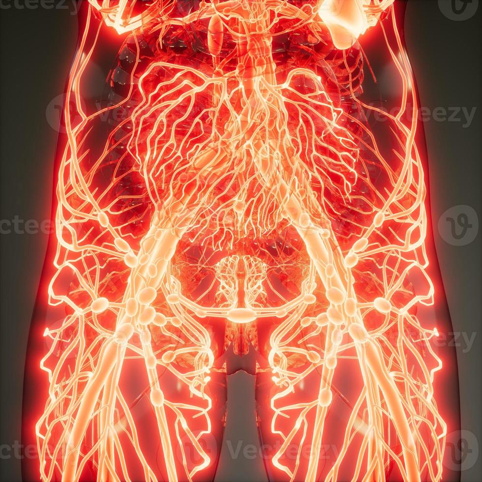 vasos sanguíneos do corpo humano foto