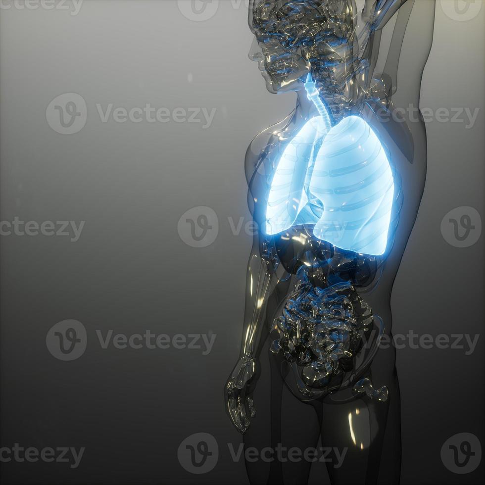 exame de radiologia de pulmões humanos foto