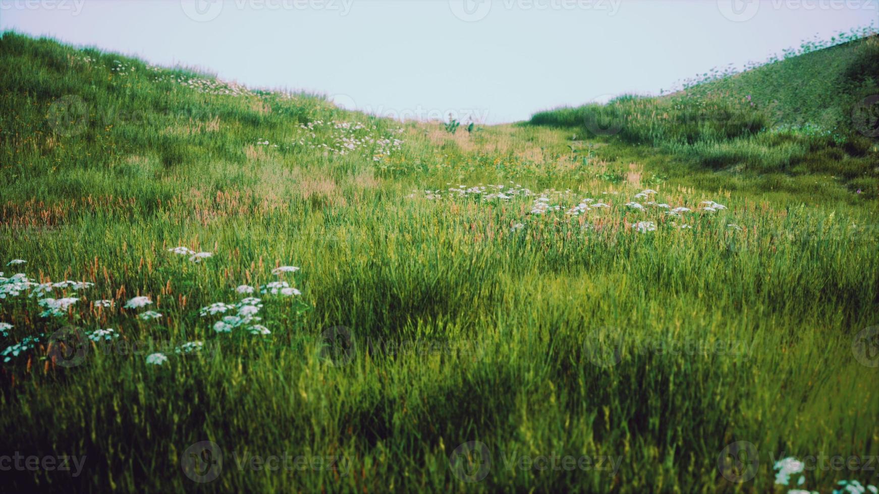 colinas verdes com grama fresca e flores silvestres no início do verão foto