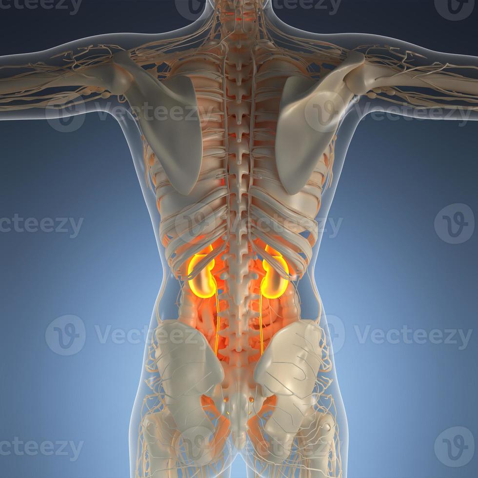 anatomia científica do corpo humano em raio-x com rins de brilho foto