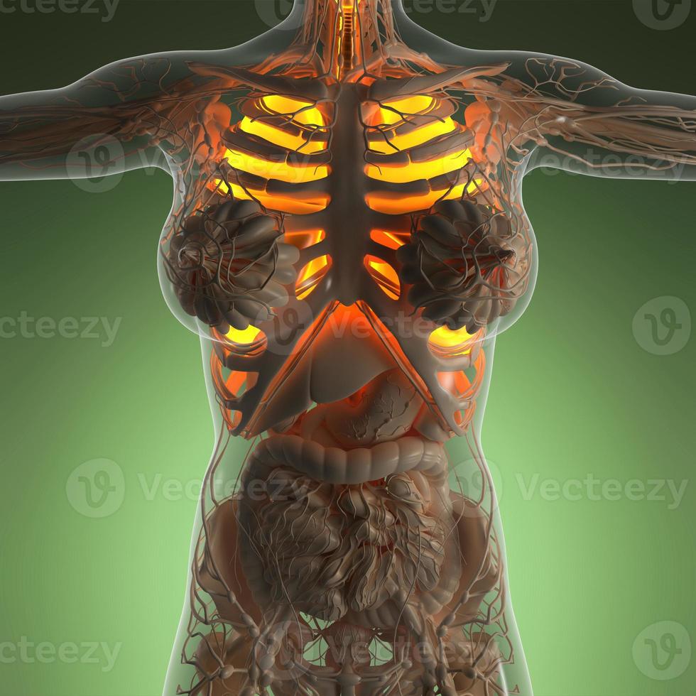 anatomia científica do corpo da mulher com pulmões de brilho foto