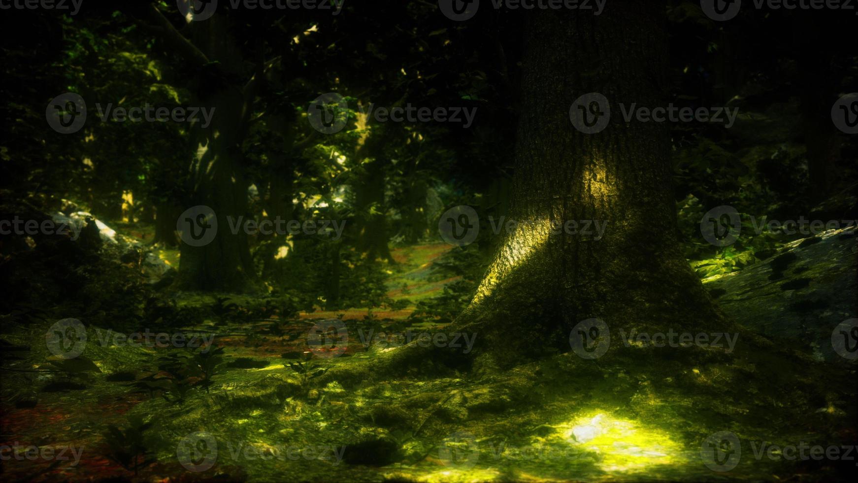 raízes de árvores e sol em uma floresta verde foto