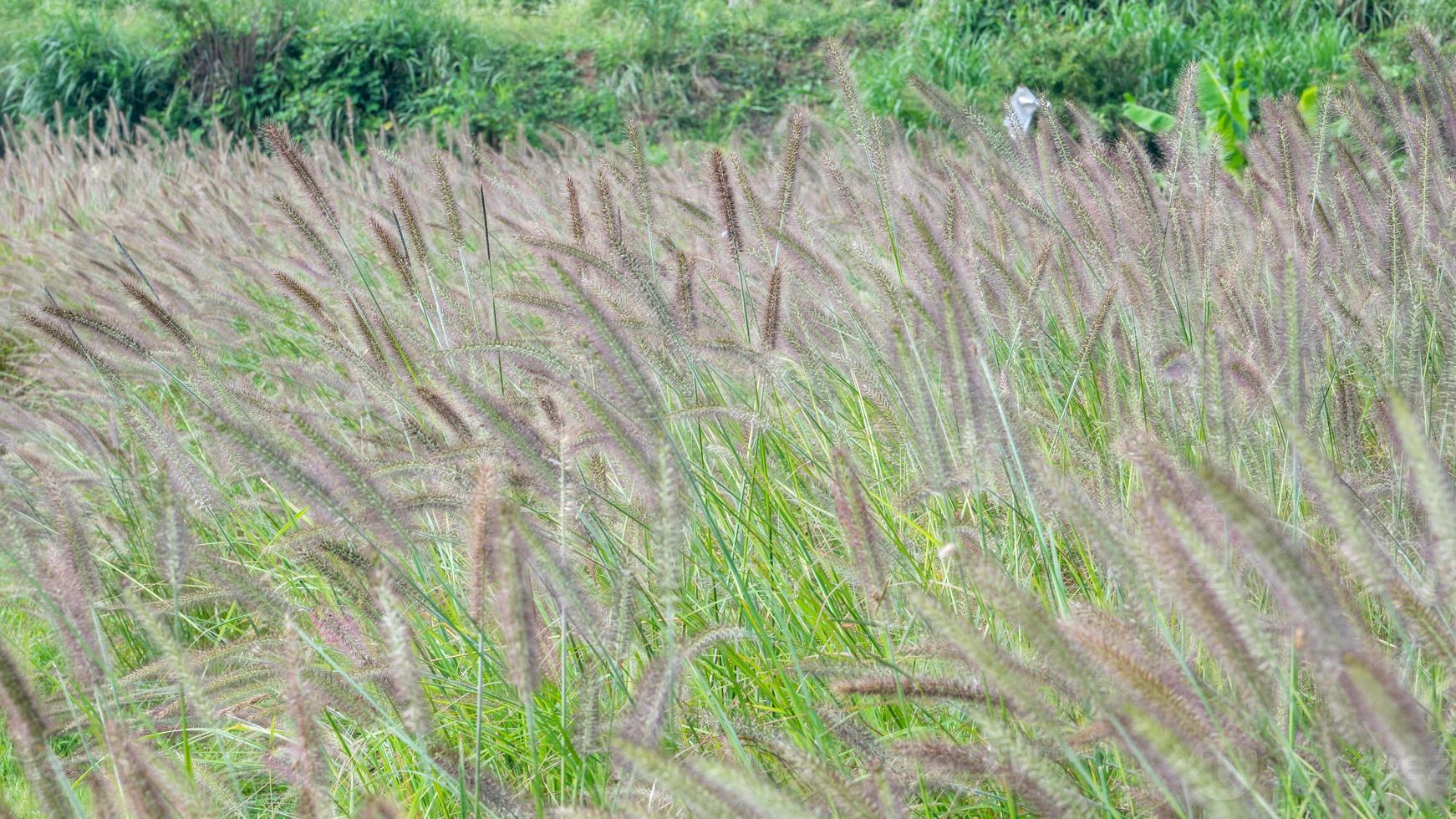 há grandes extensões de grama dogtail no campo foto