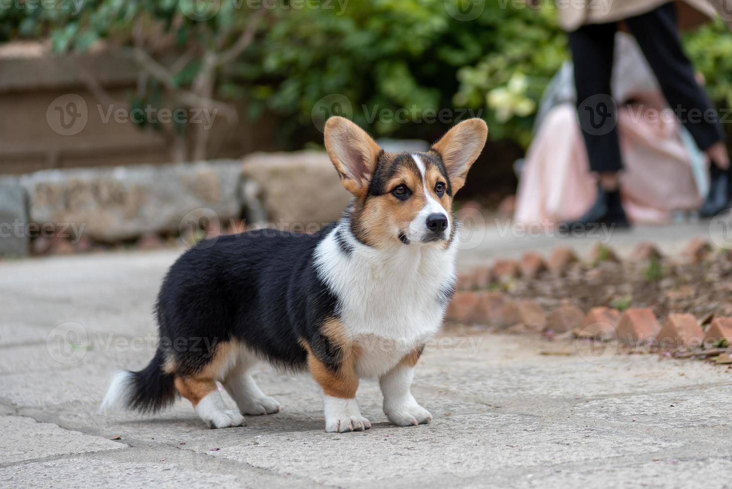 um cão adorável na natureza foto