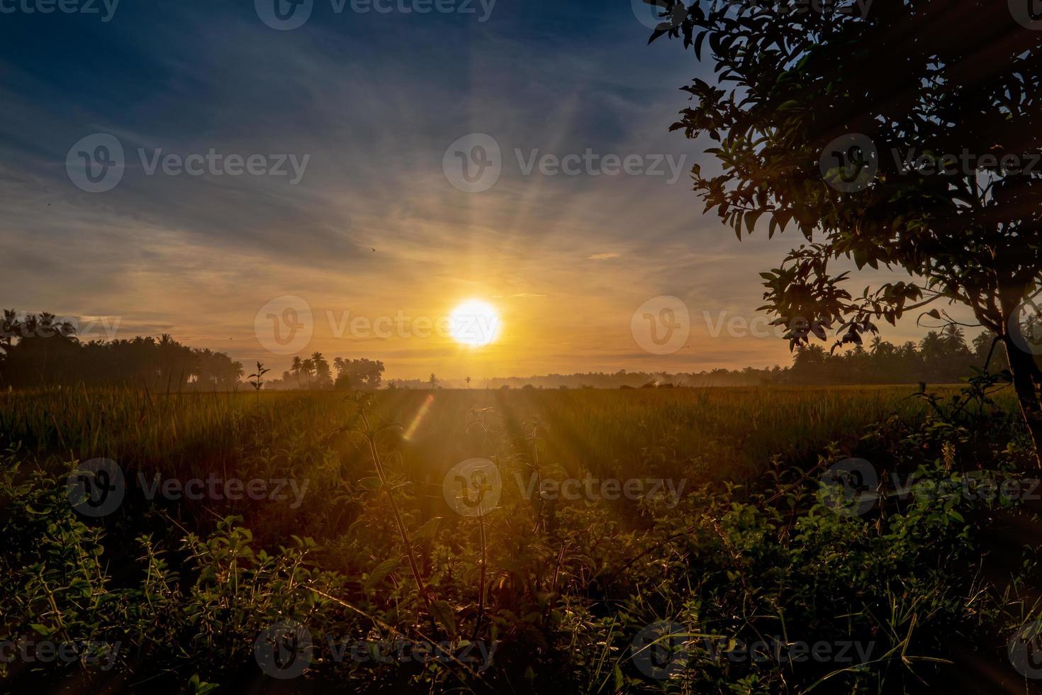 panorama do pôr do sol cênico com raios solares, silhueta de arbustos e árvores foto