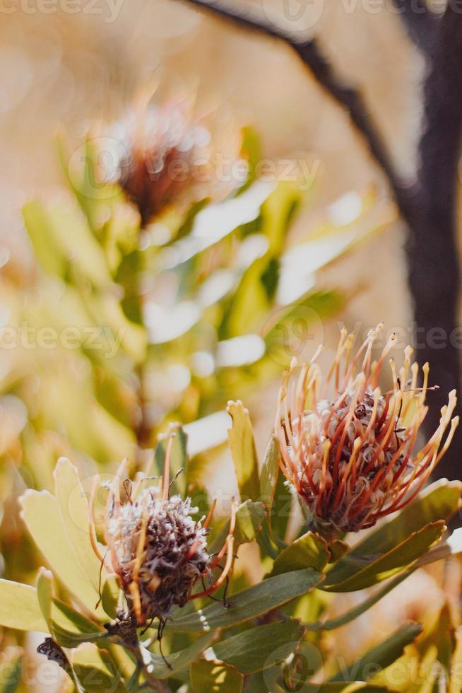 alfineteiro protea no mato foto