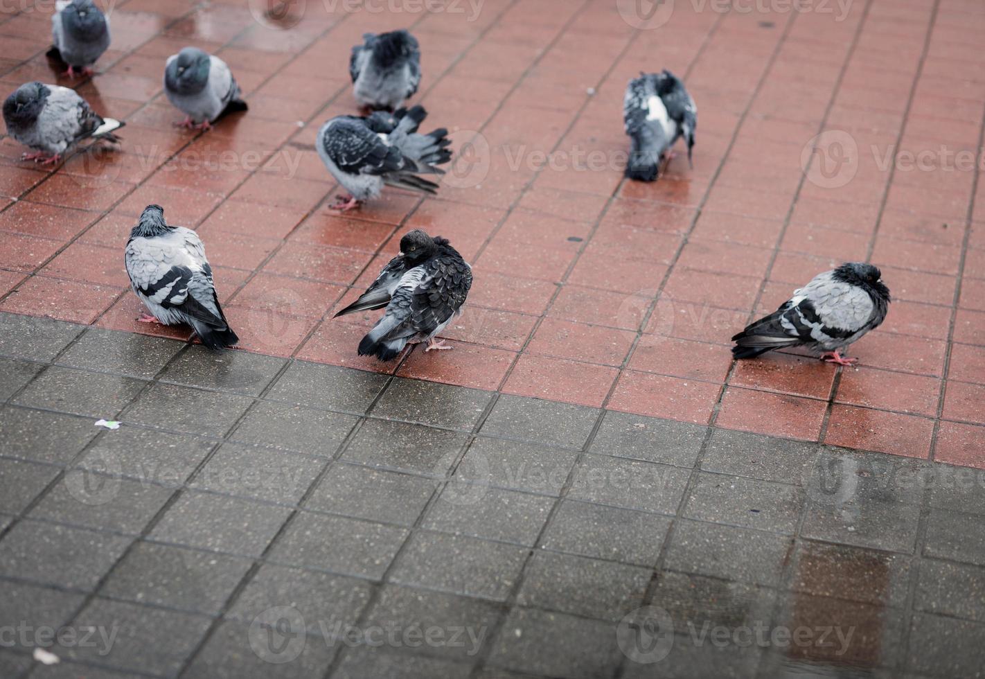 pombos na rua foto