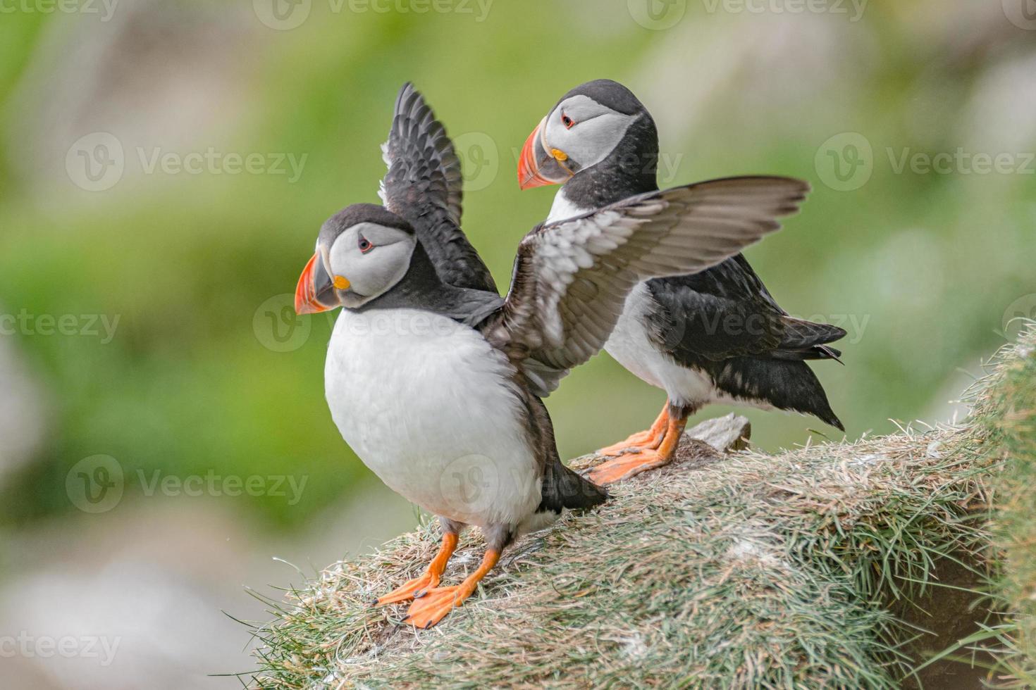 colônia de papagaios-do-mar do Atlântico Norte na ilha de faroe mykines, horário de verão, closeup, detalhes foto