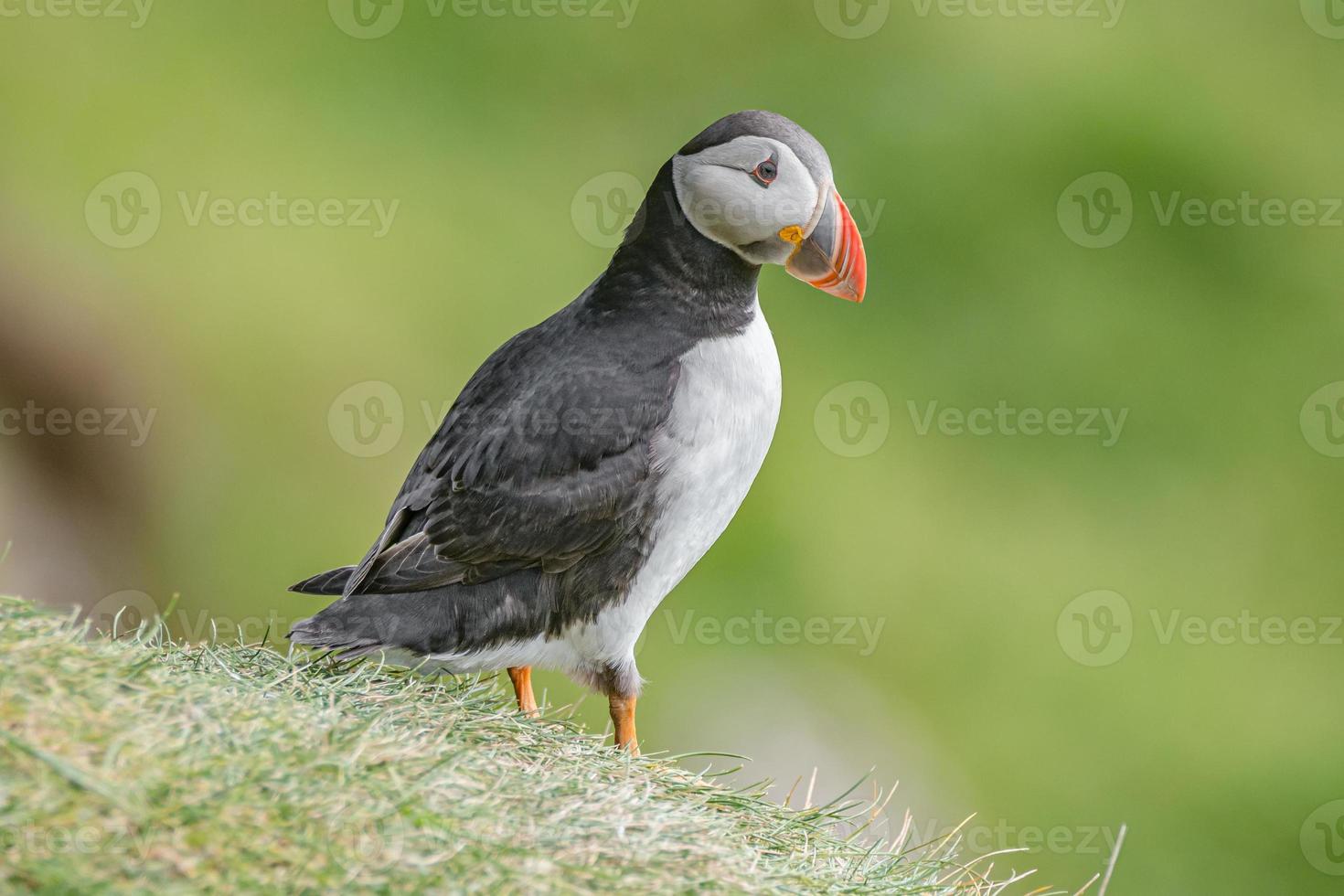 colônia de papagaios-do-mar do Atlântico Norte na ilha de faroe mykines, horário de verão, closeup, detalhes foto