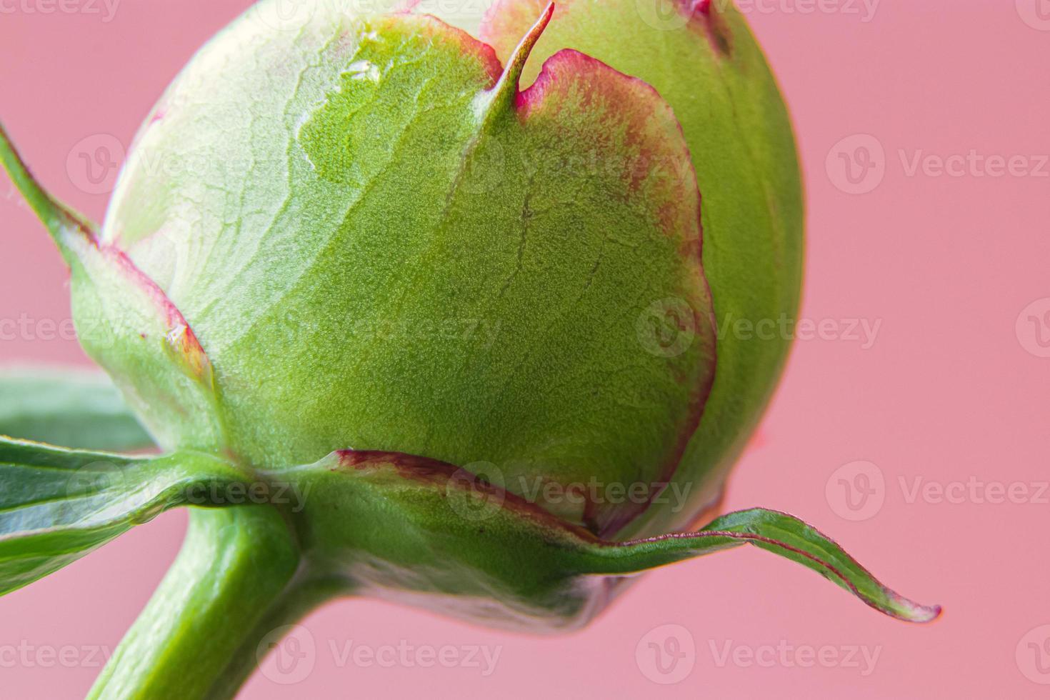 Botões de flor de peão rosa com folhas grandes em fundo branco