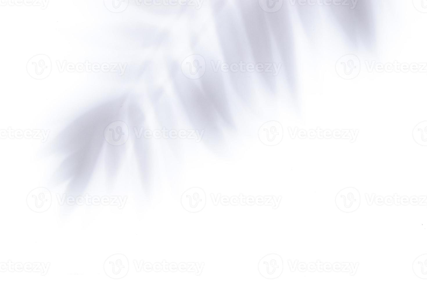sombras de folhas de palmeira tropicais em fundo branco. pano de fundo conceito abstrato foto