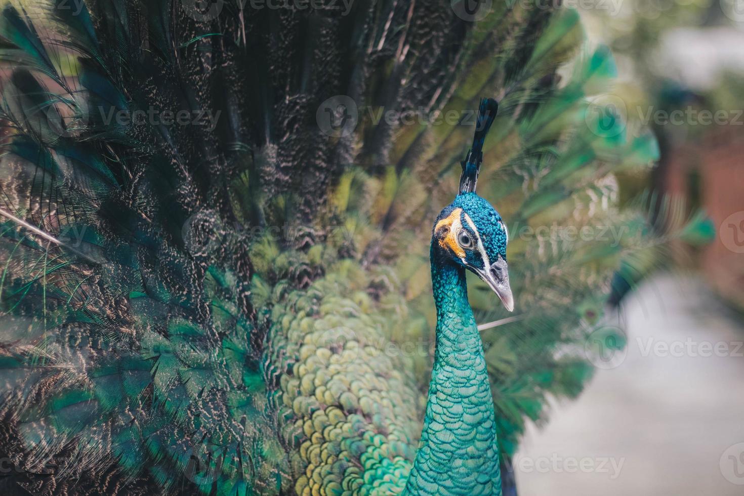 close-up de lindo pavão com penas espalhadas. foto