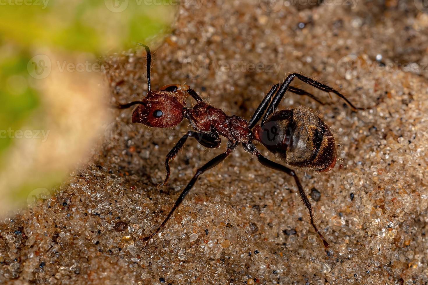 formiga adulta odorífera foto