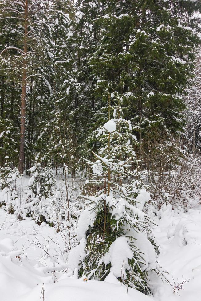 um abeto jovem solitário coberto de neve na floresta foto