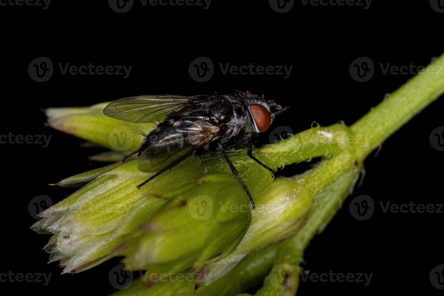 mosca de cerdas adulta foto