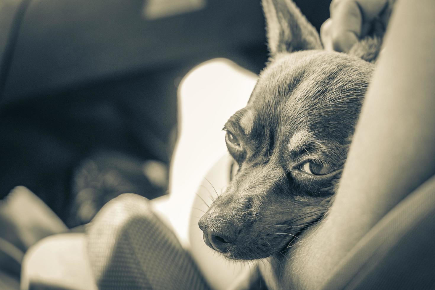 cão terrier de brinquedo russo enquanto cansado dorme no carro méxico. foto