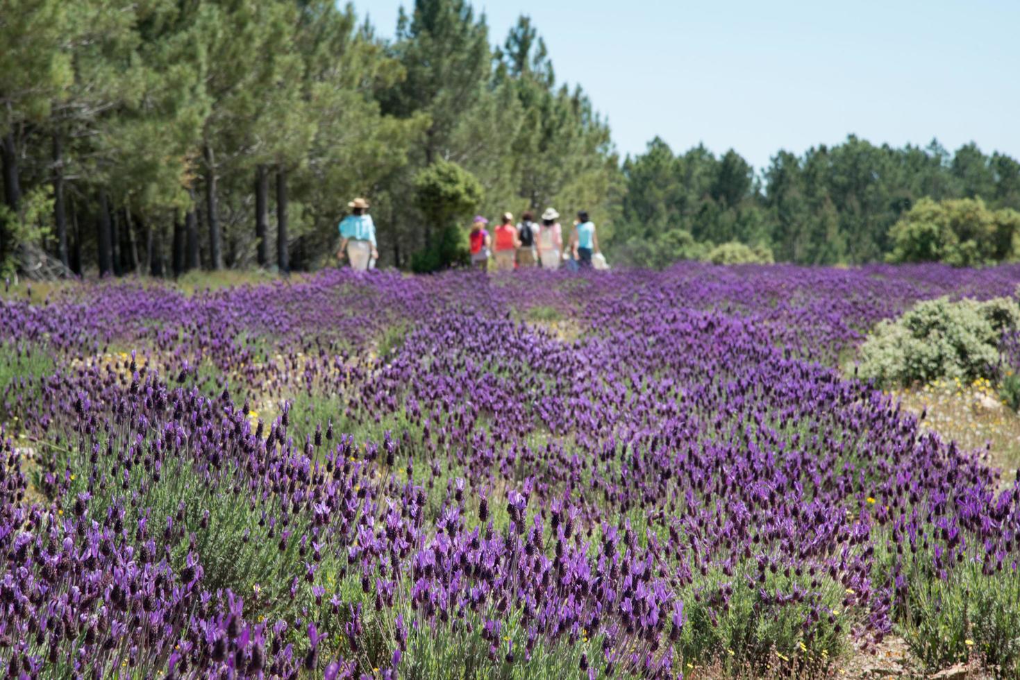 belo campo com muitas flores de lavanda espanhola, lavandula stoechas. grupo irreconhecível de pessoas vistas de costas caminhando ao lado de uma floresta. fermosela foto