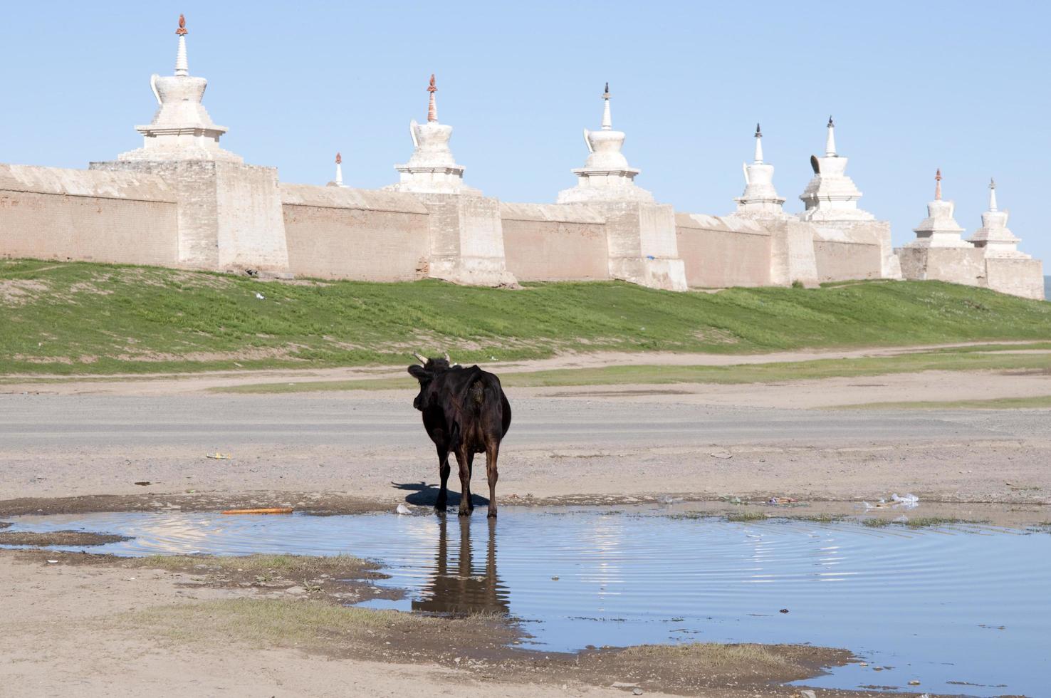 vaca preta em frente às paredes ao redor do templo kharakhorum, na mongólia central foto