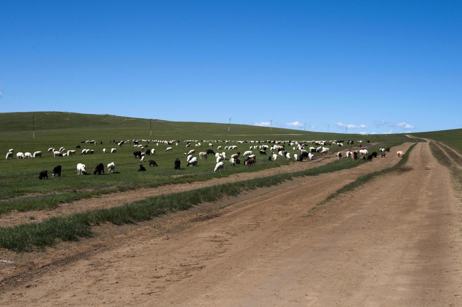 enorme rebanho de cabras e ovelhas comendo grama juntos ao lado de uma estrada de terra. céu azul, sem pessoas. Mongólia. foto