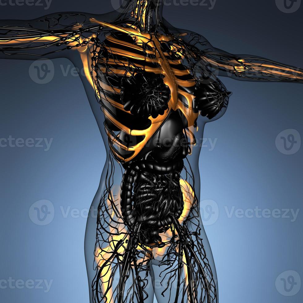 anatomia científica do corpo humano em raio-x com ossos de esqueleto de brilho foto