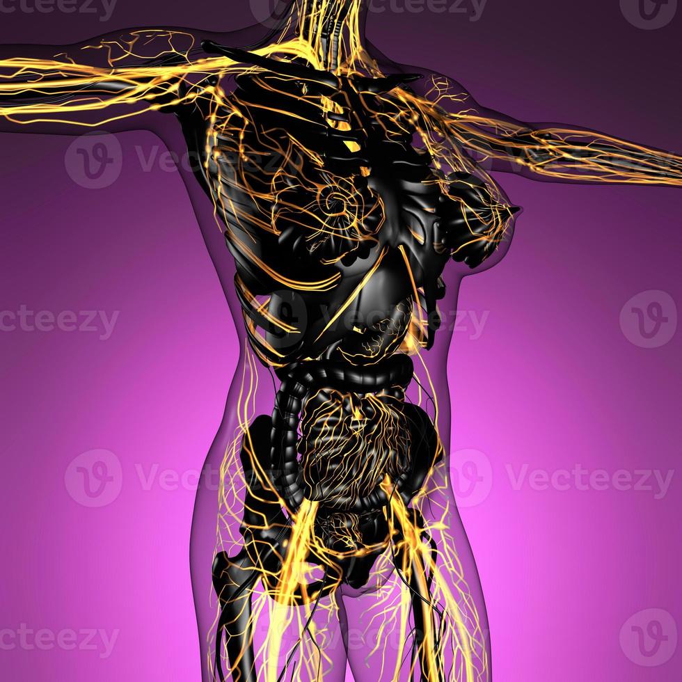 anatomia científica do corpo humano em raio-x com vasos sanguíneos de brilho foto