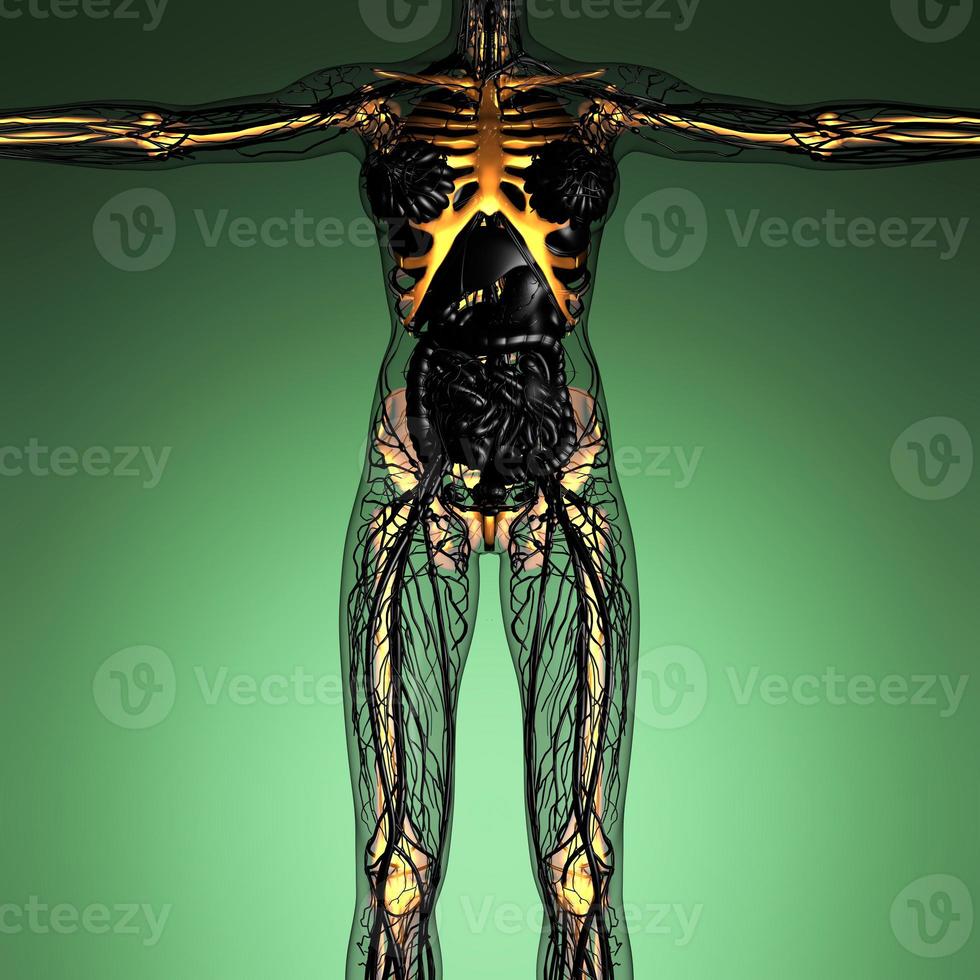 anatomia científica do corpo humano em raio-x com ossos de esqueleto de brilho foto