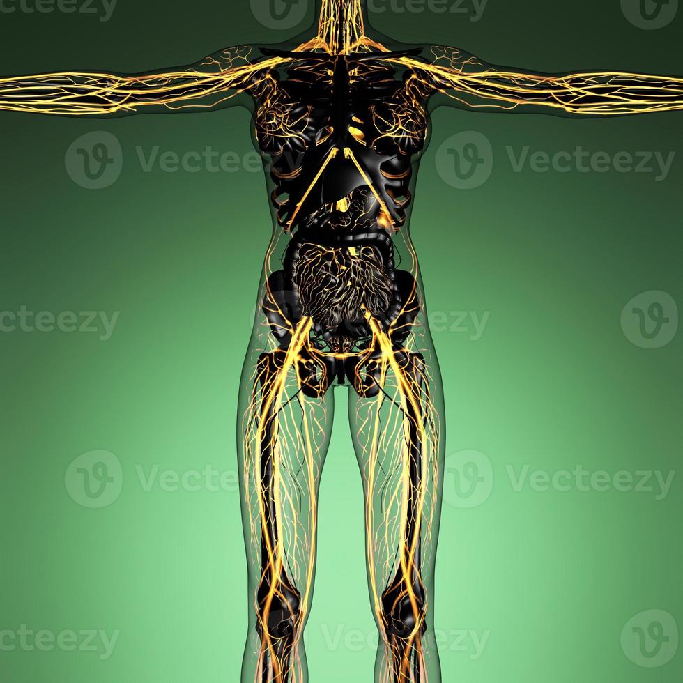 anatomia científica do corpo humano em raio-x com vasos sanguíneos de brilho foto