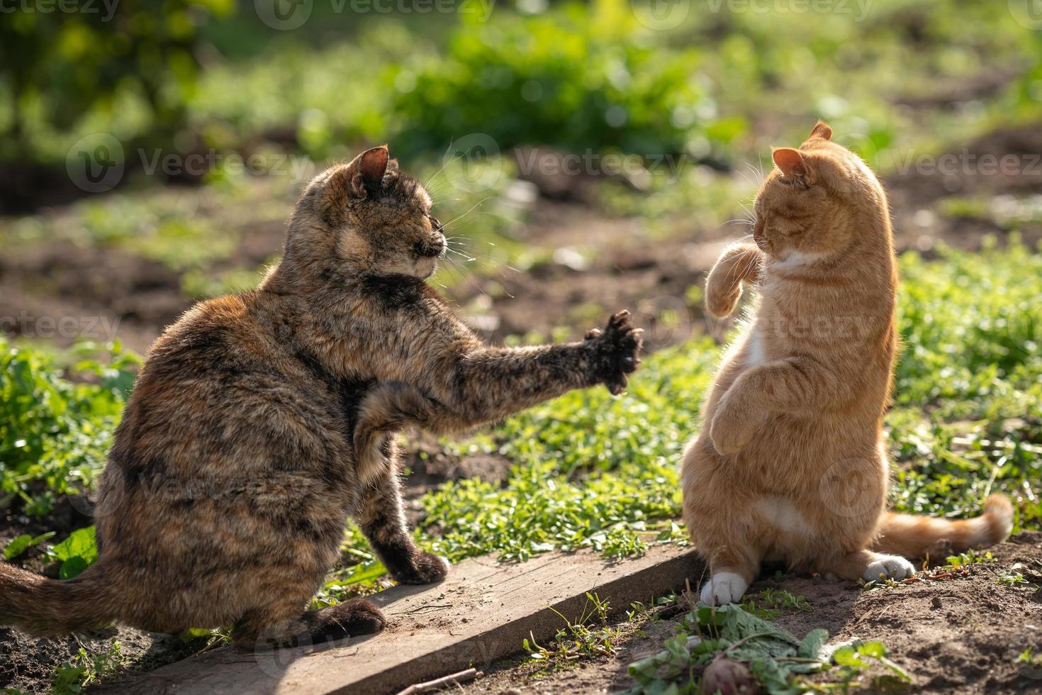um gato cor de tartaruga briga com um gato ruivo. Dois gatos mantêm distância social. foto