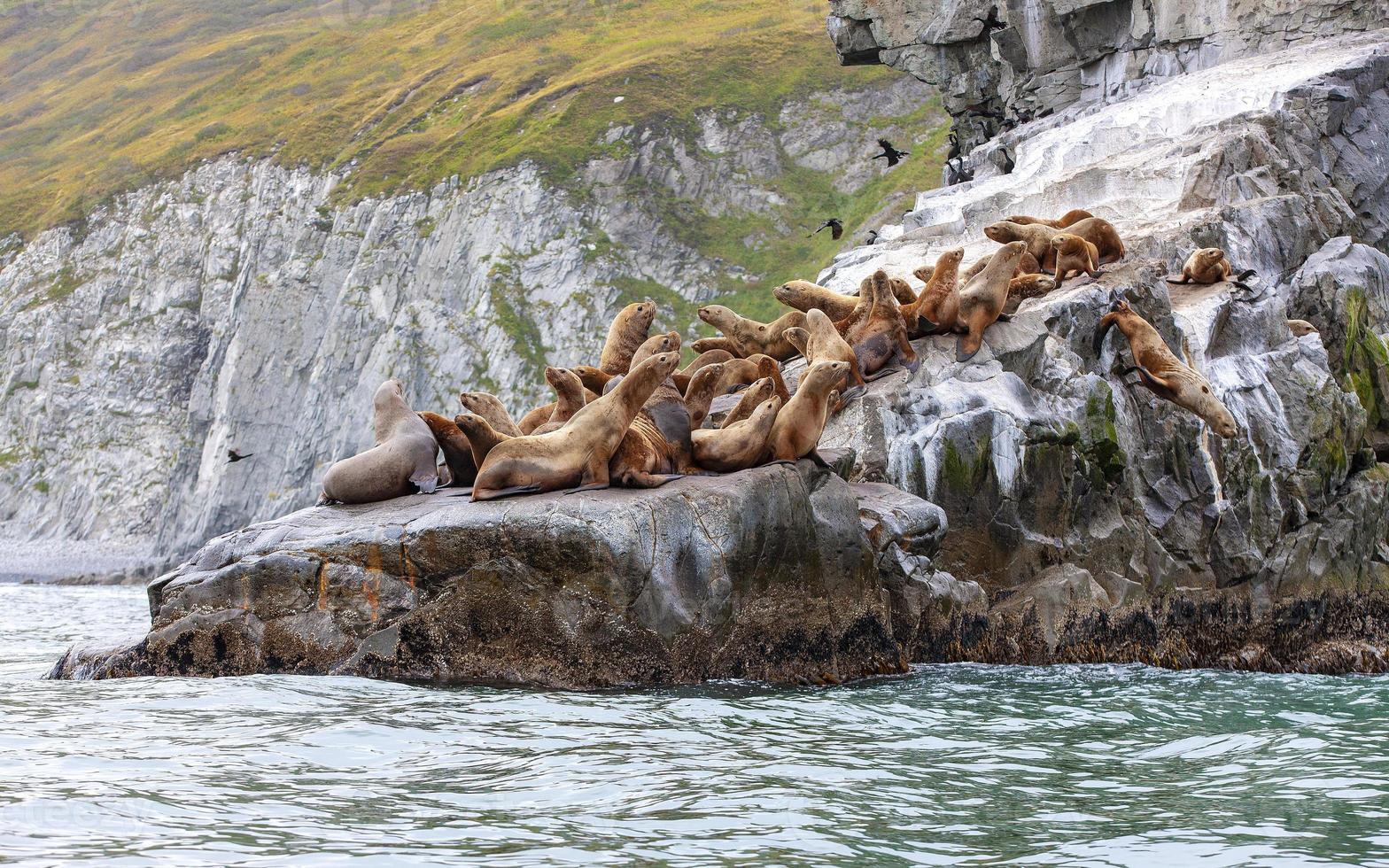 o leão-marinho steller sentado em uma ilha rochosa no oceano pacífico na península de kamchatka foto